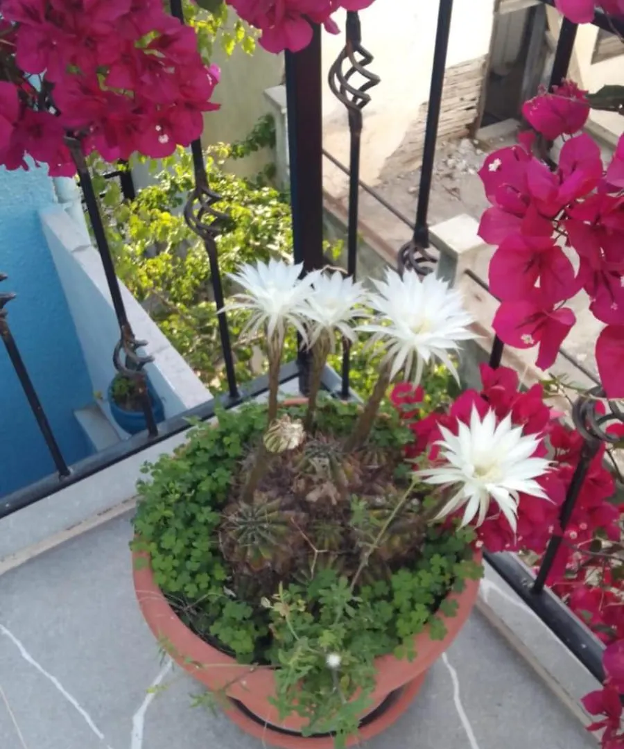 Casa Magnolia Boutique Rooms Κουσάντασι Ξενοδοχείο